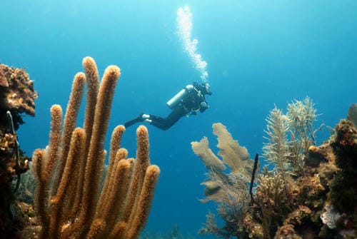 A scuba diver swims over a reef, framed by tall, feathery soft corals.