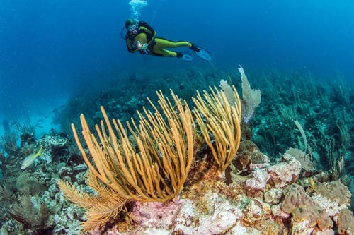 A diver in a yellow wetsuit hovers over a vibrant reef dominated by large, branching sea fans.