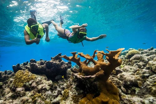 Two snorkelers in bright green vests explore a shallow coral reef, with staghorn coral visible in the foreground.