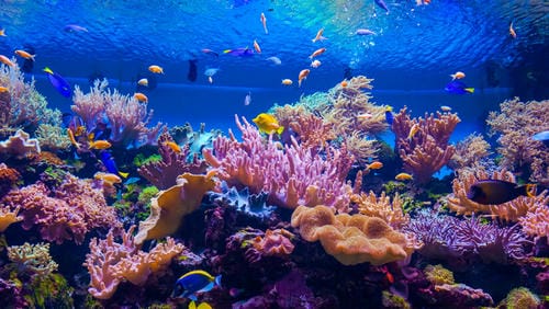 A bustling coral reef scene teeming with colorful fish, pink and orange corals, and clear blue water.