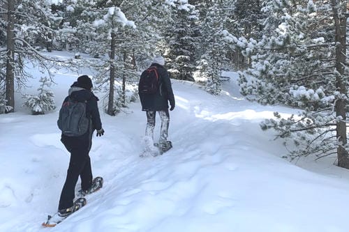 Two people snowshoe along a forest trail through snow-covered pine trees.
