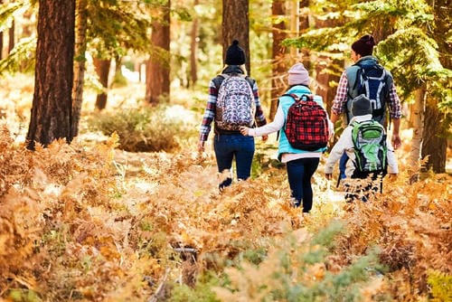 A family walks together through a sunlit forest filled with golden-brown ferns, seen from behind as they move along a path.