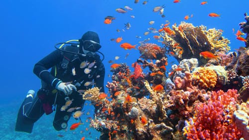 A scuba diver explores a vibrant coral reef teeming with colorful tropical fish in clear blue ocean waters.