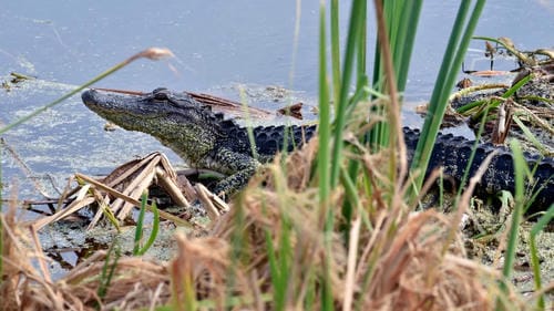 An alligator is partially hidden among reeds and water plants in a wetland.