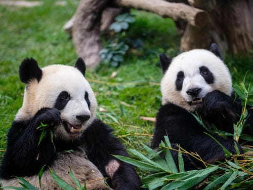 Two giant pandas are sitting on the grass and eating bamboo.