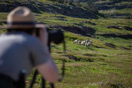 A wildlife photographer is taking pictures of a herd of bighorn sheep on a grassy mountain slope.